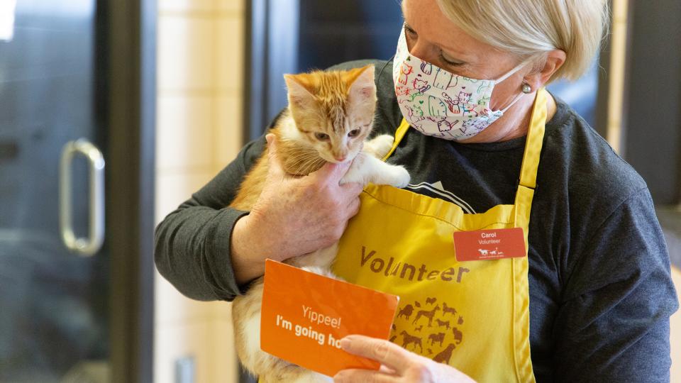 Volunteer Caring for a Kitten