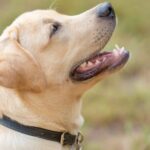 yellow lab puppy wearing collar and sitting politely 600 shutterstock